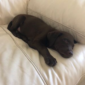 Meet your Posher, Maya